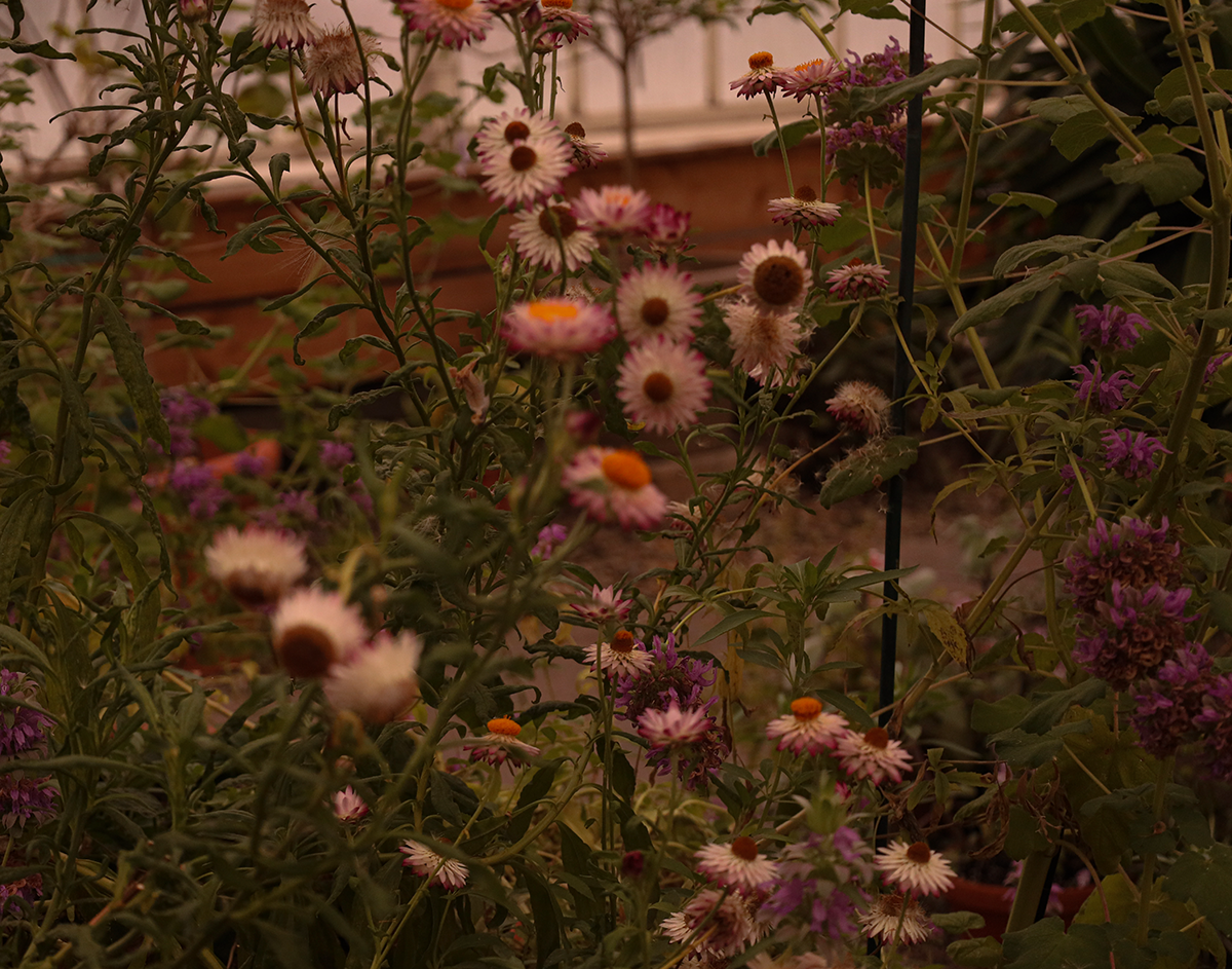 Flower Diptych